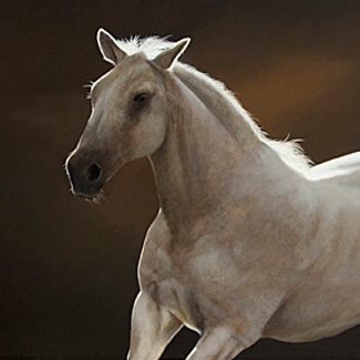 Cadence - Oil on Canvas - 24 x 40 - SOLD<br />