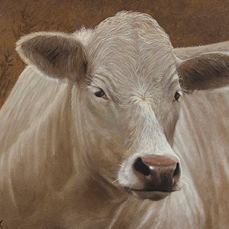 Charolais - Oil on Canvas - 24 x 30 - SOLD<br />