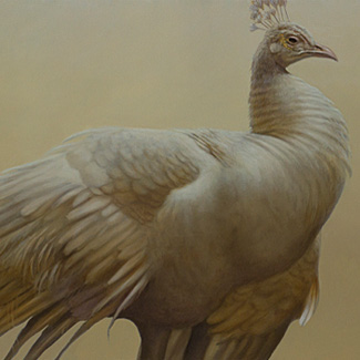Golden Boy - Oil on Canvas - 18 x 30 - $35,000<br />