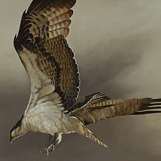 Osprey - Oil on Canvas - 24 x 36 - $65,000 